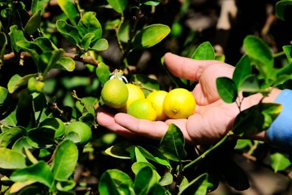 Mosca de la fruta: campaña de erradicación se concentra en oasis de Pica y brote golpea a productores de limones, guayabas y mangos