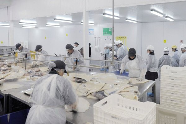 "Quedan más de US$ 100 millones en el agua": industria pesquera del Biobío pide reabrir captura de jibia para reactivar economía regional