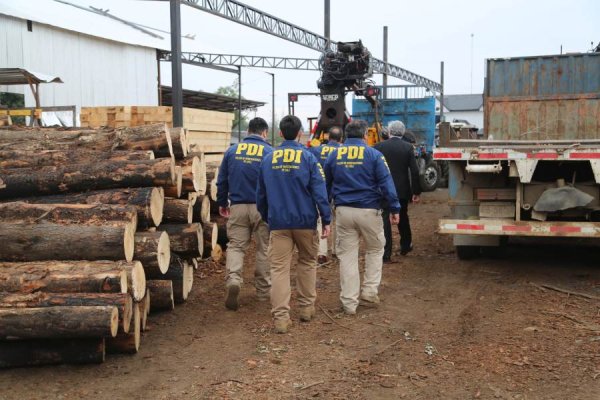 Histórico golpe al robo de madera en Ñuble: operativo dejó 17 detenidos y $ 3 mil millones incautados en recursos forestales sustraídos