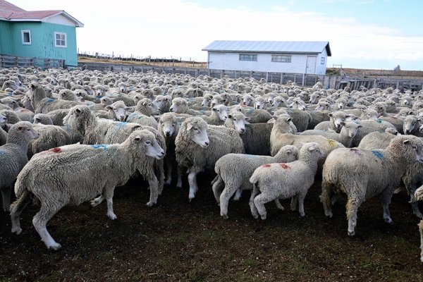 Ganaderos magallánicos concretan primer envío de lana de ovejas a India, uno de los mayores mercados textiles del mundo