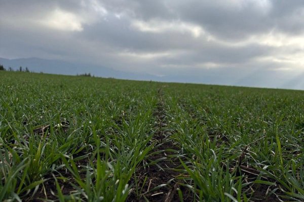 Déficit hídrico en Biobío supera el 50% y la escasez de nieve compromete el riego estival para la agricultura