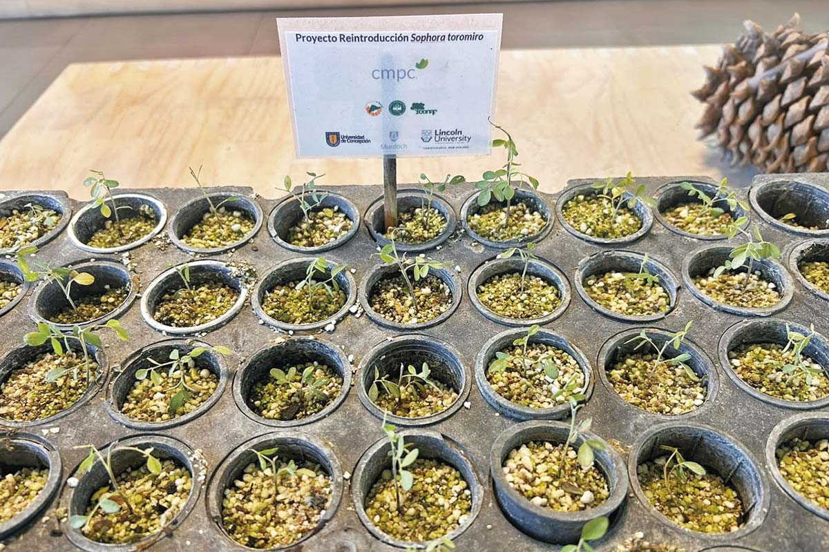 <p>La cruzada de CMPC por revivir desde la extinción al árbol símbolo de Rapa Nui ya rinde sus frutos</p>