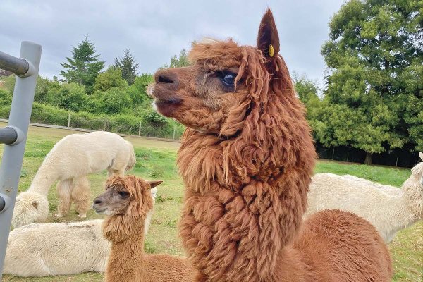 El científico chileno que quiere curar el cáncer y virus con alpacas