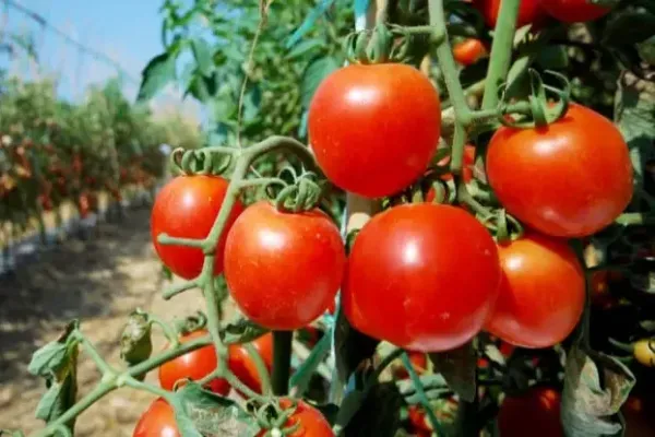 Tomate de Arica gana terreno en Argentina y nueva temporada parte con envío de 23 toneladas