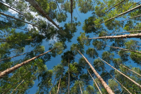 Pese a contracción internual, Biobío lideró las exportaciones forestales en abril con US$ 230 millones