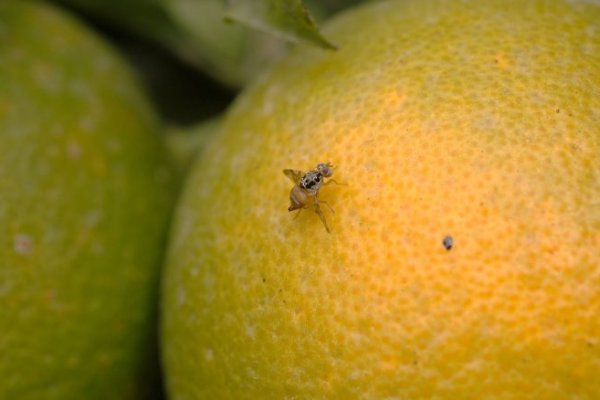 Arica usará avioneta para llegar a zonas críticas y contener el avance de la mosca de la fruta