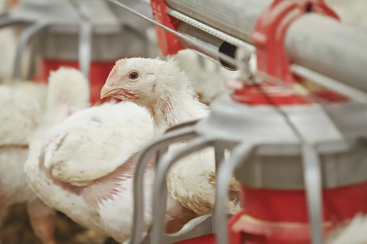 <p>Agrosuper decidió hace dos años priorizar la producción de pollo y cerdo.</p>