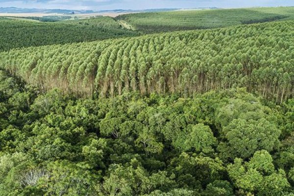 Arauco acuerda venta de bosques de eucaliptus en Valdivia por US$ 216 millones
