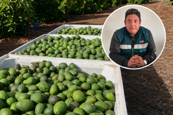 40 mil kilos de palta perdidos: mosca de la fruta golpea a productores de Monte Patria y SAG proyecta que controles sanitarios se extiendan hasta enero de 2027