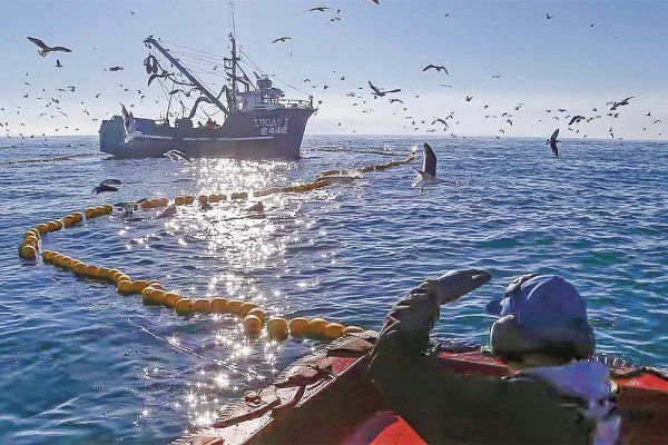 <p>Pesqueras sufren caída de 70% en capturas de jurel, recortan inversiones y acusan golpe tributario</p>