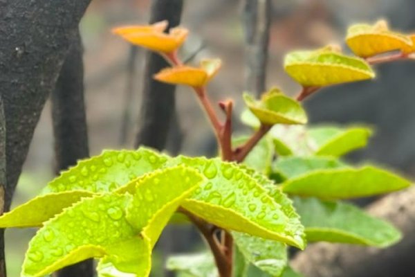 Justicia de Villarrica condena a empresa ligada a proyecto inmobiliario por tala de bosque nativo sin autorización