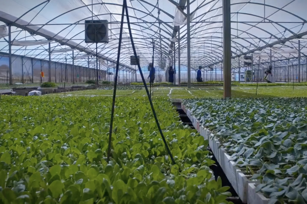 EuroPlant, firma de almácigos e insumos agrícolas, invierte US$ 1 millón en Arica y apuesta por crecer en berries