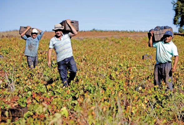 Gremios agrícolas respaldan flexibilización migratoria: mayor competitividad y freno a la informalidad laboral en el sector