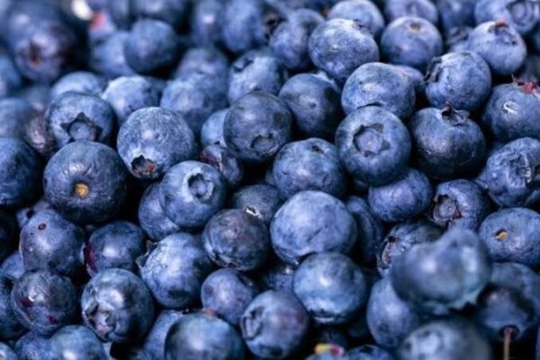 La empresa chilena detrás del retiro de arándanos en EEUU