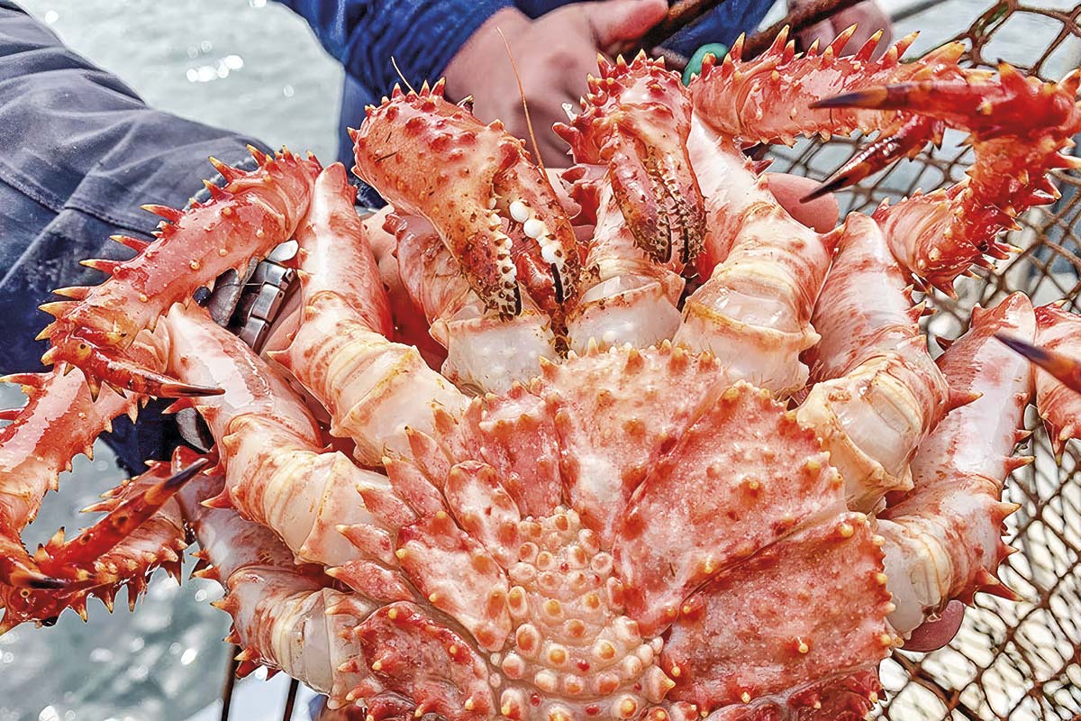<p>Autoridades incautan en Puerto Natales insumos para pesca ilegal de centolla a pocos días del inicio de la temporada de captura</p>