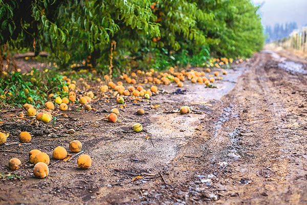<p>Daños por temporales en sector agrícola alcanzarían los US$ 400 millones entre Atacama y La Araucanía</p>