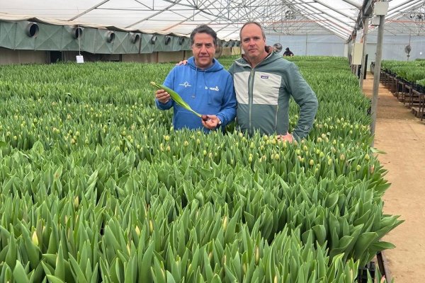 <p>Productora de Los Ríos, Tulipanes Chile, consolida envíos a Brasil, Colombia y EEUU y avanza en permisos para exportar a Nueva Zelanda</p>