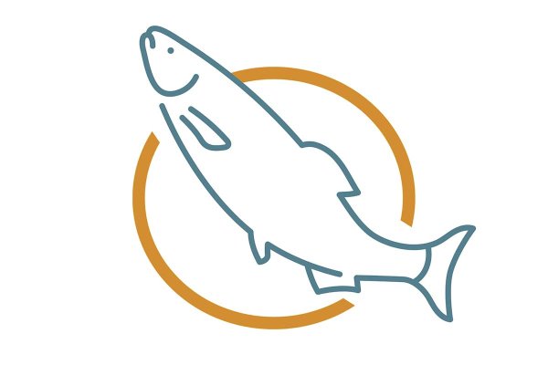 Salmones: el escenario de precios ajustados que agravan los nuevos aranceles de EEUU