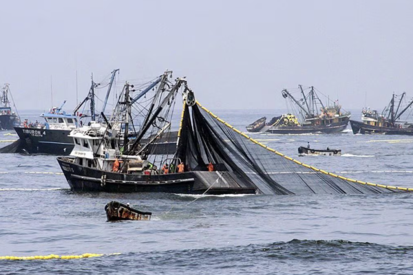 <p>Pescadores industriales del Biobío se querella por nuevo caso de robo de jurel en altamar: imputados detenidos en flagrancia quedaron solo con arraigo nacional</p>
