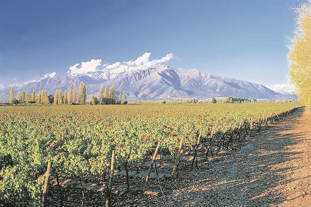 <p>Ganancias de Concha y Toro bajan en el primer semestre y firma acusa golpe de menores ventas en EEUU</p>