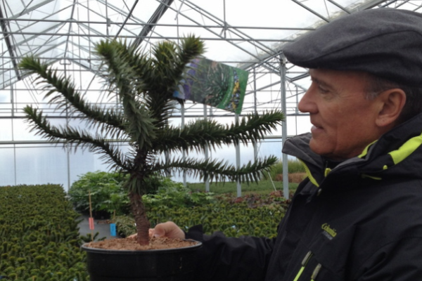 <p>Productor de Maule concreta inédita exportación de araucarias a República de Georgia y busca expandir envíos a Medio Oriente y Asia</p>