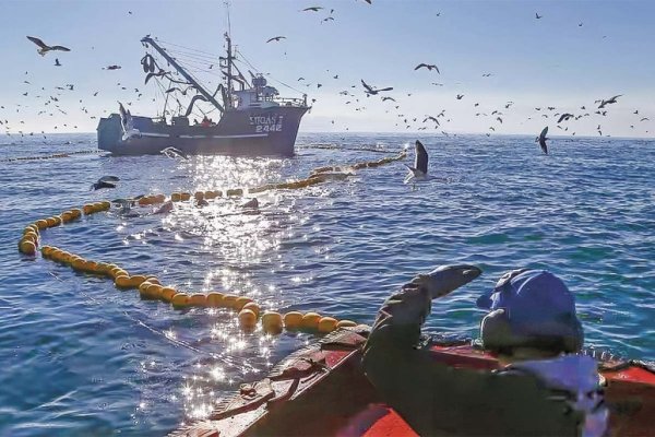 <p>Capturas de jurel empiezan a repuntar, pero conservas no regresarían aún a supermercados porque talla de ejemplares obliga a destinarlos a congelado</p>