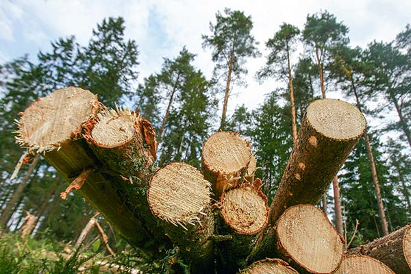Los megafondos forestales que avanzan en Chile y miran los bosques de CMPC y Arauco