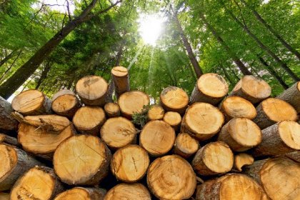 Exportaciones forestales del Biobío crecen 3,1% en junio, pero Corma advierte persistente caída anual
