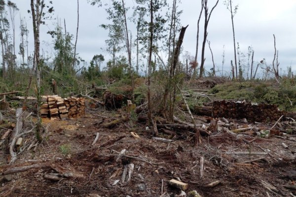 Conaf interpone querella por tala ilegal de bosque nativo en propiedad fiscal en Puerto Varas y pide multa récord por más de $ 8.300 millones
