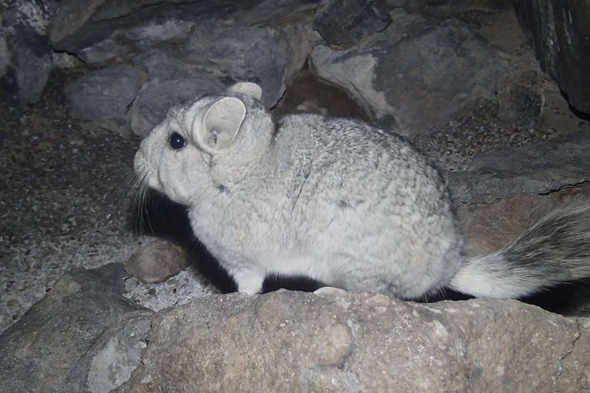 Minera de oro sudafricana acuerda proteger a la especie de chinchilla que hace dos años complicó su proyecto Salares Norte
