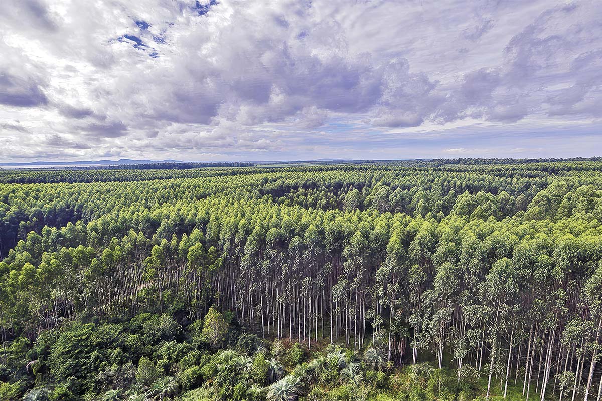 CMPC espera obtener en septiembre licencia previa para su planta de celulosa Natureza en Brasil