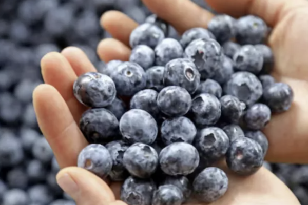 Abren nuevo destino para los arándanos chilenos: Paraguay aprobó mecanismo de importación para el fruto fresco a partir de septiembre