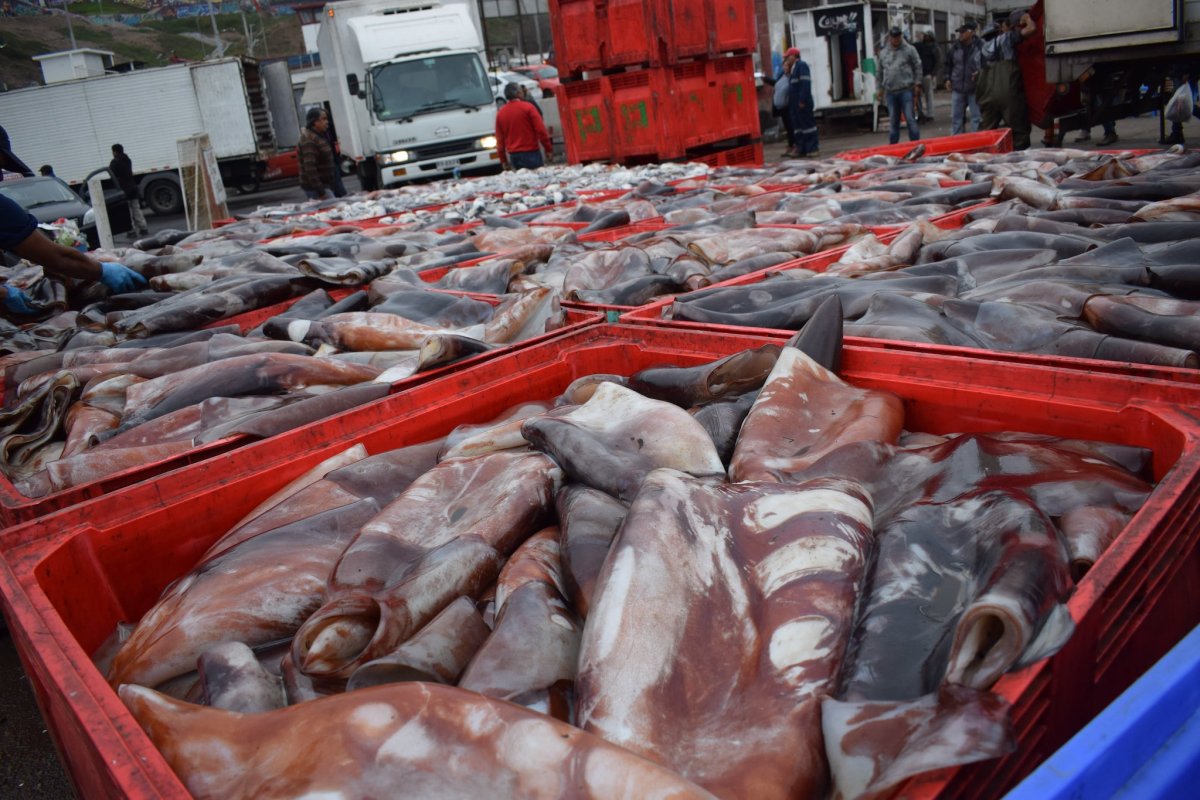 Rechazo a planta procesadora de jibia proyectada por pescadores artesanales en Quintero genera tensiones y pone en alerta al polo industrial