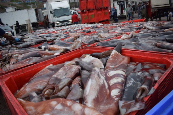 Rechazo a planta procesadora de jibia proyectada por pescadores artesanales en Quintero genera tensiones y pone en alerta al polo industrial