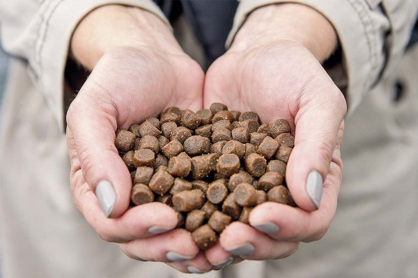 La dieta de los peces está compuesta en 70% por ingredientes vegetales, dijeron desde SalmonChile.