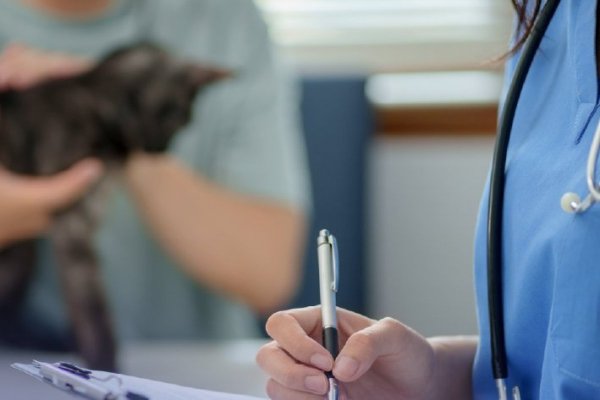 Sernac realiza fiscalización nacional a veterinarias: Siete de cada 10 no mantiene lista de precios visibles