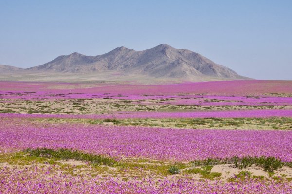 SMA endurece exigencias a proyectos solares y eólicos en Antofagasta, Atacama y Coquimbo para evitar impactos sobre el desierto florido