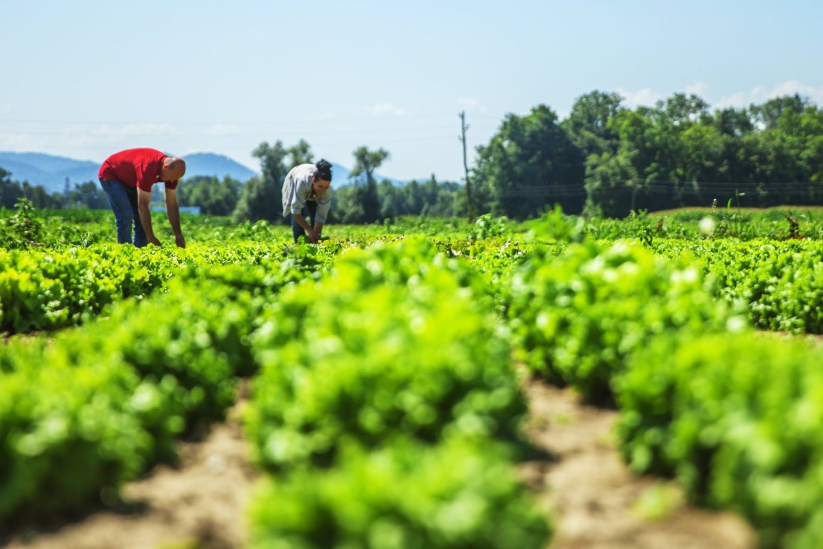 Gobierno agiliza visas para trabajadores extranjeros ante nueva temporada de cosechas y déficit de 300 mil puestos en la agricultura