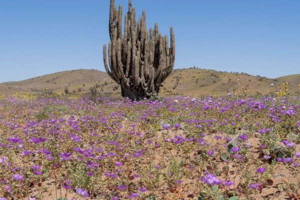 SMA notifica a 267 faenas mineras del norte sobre restricciones especiales para evitar daños al Desierto Florido