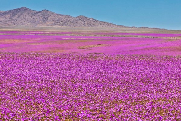 Atacama busca que Unesco reconozca al Desierto Florido como Patrimonio de la Humanidad para convertirlo en motor de inversiones