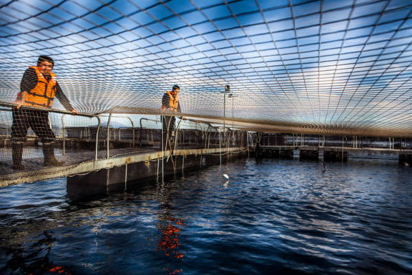 Estudio de SalmonChile: industria aporta casi US$ 7.000 millones al país al año y más de 330 mil empleos