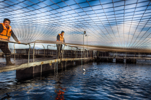 Estudio de SalmonChile: industria aporta casi US$ 7.000 millones al país al año y más de 330 mil empleos