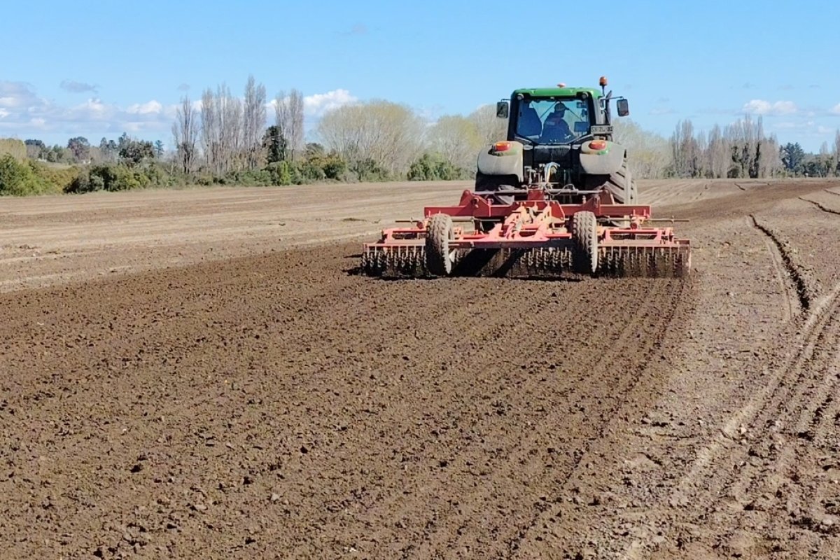 Beneo Chile activa bono extraordinario para sus agricultores para compensar pérdidas provocadas por El Niño y asegurar el suministro