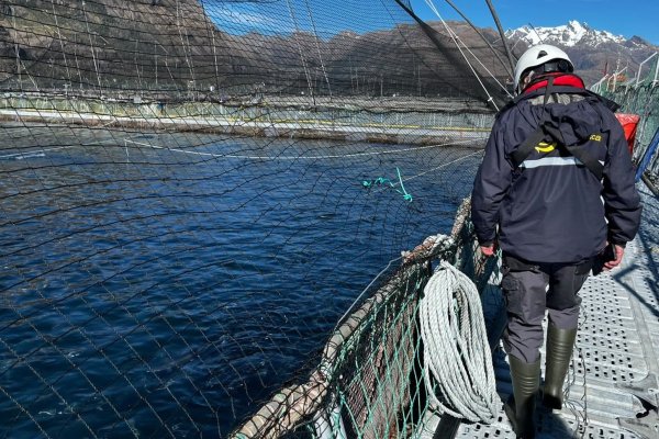 Multi X pierde 918 toneladas de salmones por bloom de algas e industria eleva la alerta por fenómeno del El Niño