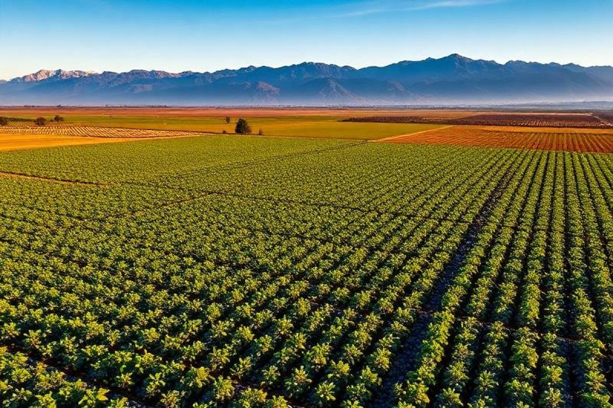 La historia, los negocios y la crisis de Comfrut, la exportadora chilena que retiró sus berries de tres supermercados de EEUU