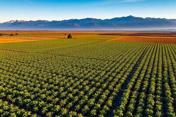 La historia, los negocios y la crisis de Comfrut, la exportadora chilena que retiró sus berries de tres supermercados de EEUU