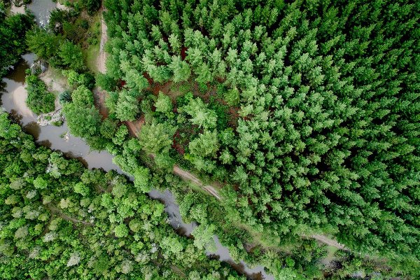 Corredora de Bci: venta de bosques de CMPC es una vía para reducir eventual aumento de capital para financiar Natureza