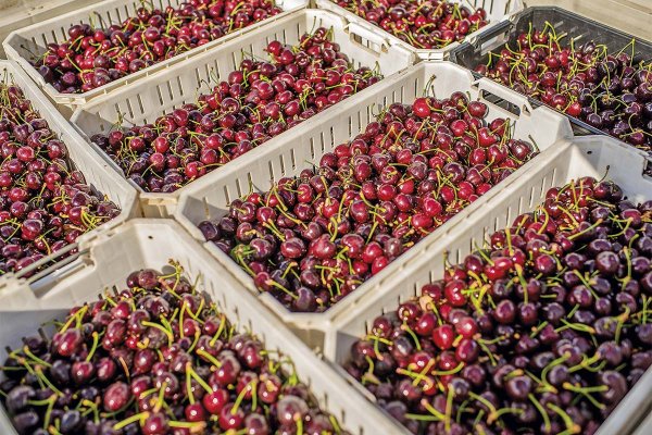 HGT Inland se prepara para una temporada de cerezas desafiante con cuatro nuevas grúas portacontenedores en Valparaíso y un segundo depósito en Placilla