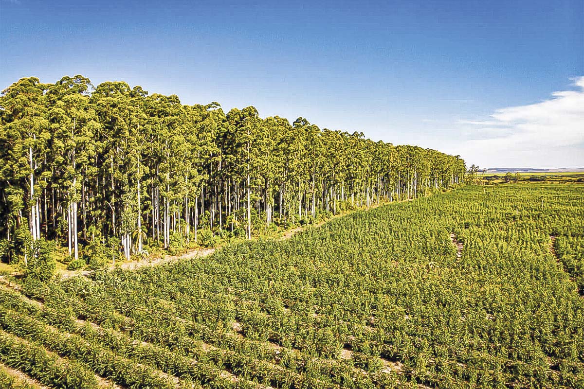 CMPC destraba megaproyecto de US$ 4.600 millones en Brasil tras obtener licencia ambiental