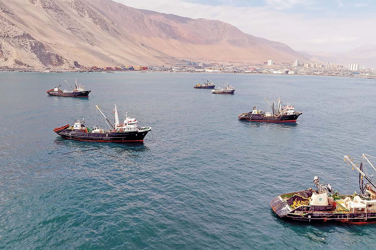 Pesca artesanal de Arica enfrenta su peor crisis en décadas: gremio advierte desplome de ingresos y falta de apoyo estatal